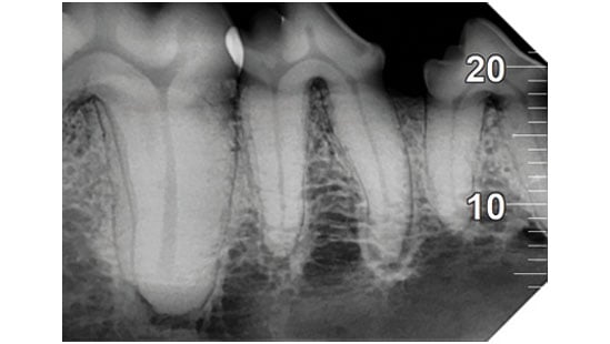 DCIS VET High Contrast_1080x608