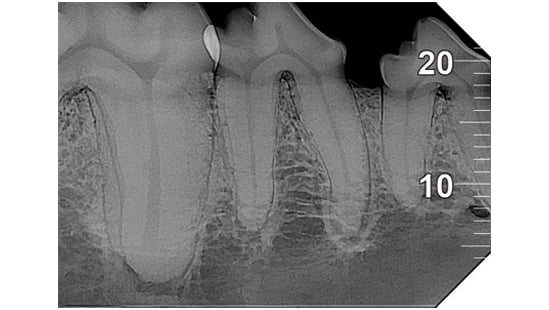 DCIS VET High details_1080x608