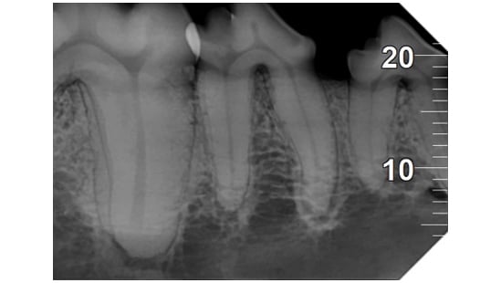 DCIS VET SoftTissue_1080x608