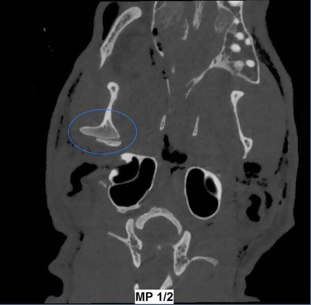 5G XL VET_Immagini Diagnostiche_Lussazione ATM_1
