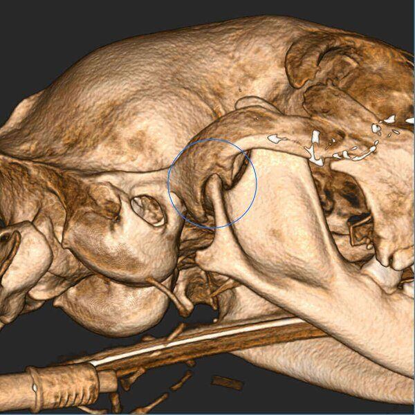 5G XL VET_Immagini Diagnostiche_Lussazione ATM_3