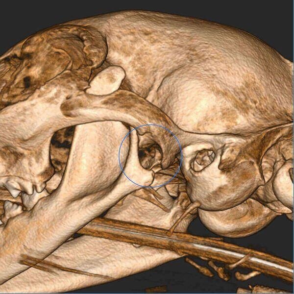 5G XL VET_Immagini Diagnostiche_Lussazione ATM_4