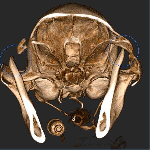 5G XL VET_Immagini Diagnostiche_Lussazione ATM_6