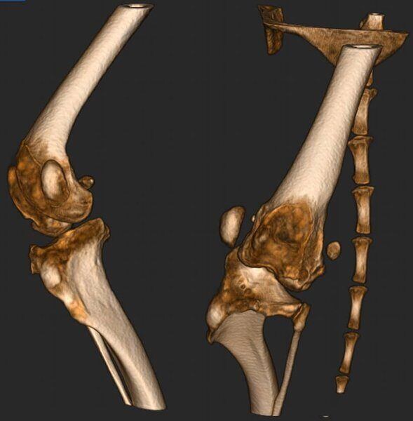 5G XL VET_Immagini Diagnostiche_Lussazione della rotula pre e post-operatoria_2