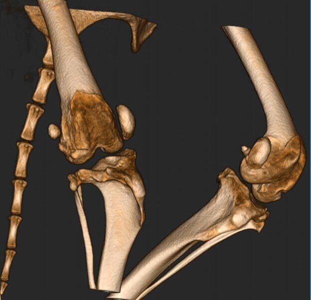 5G XL VET_Immagini Diagnostiche_Lussazione della rotula pre e post-operatoria_3