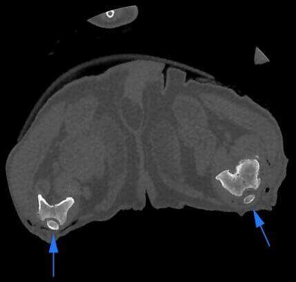 5G XL VET_Immagini Diagnostiche_Lussazione della rotula pre e post-operatoria_4