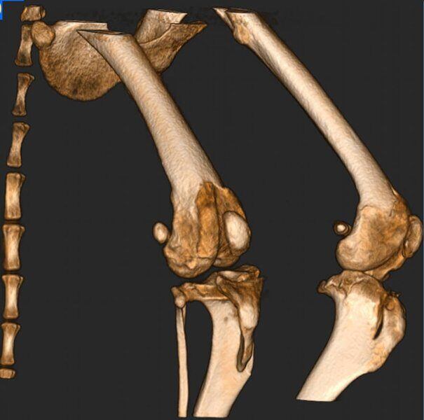 5G XL VET_Immagini Diagnostiche_Lussazione della rotula pre e post-operatoria_6