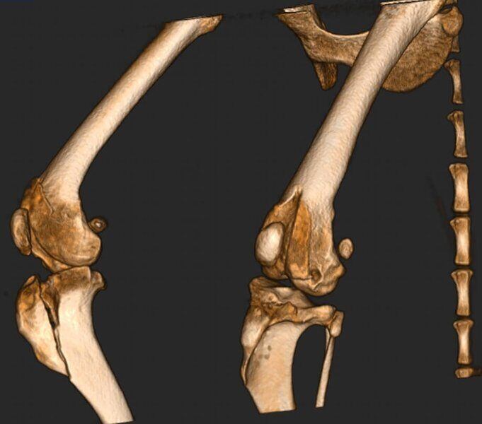 5G XL VET_Immagini Diagnostiche_Lussazione della rotula pre e post-operatoria_7