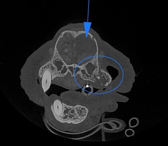 5G XL VET_Immagini Diagnostiche_Tumore nasale_1