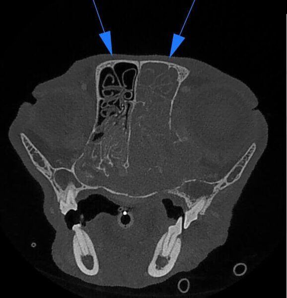 5G XL VET_Immagini Diagnostiche_Tumore nasale_2