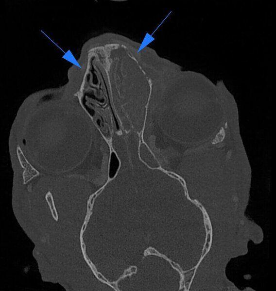 5G XL VET_Immagini Diagnostiche_Tumore nasale_3