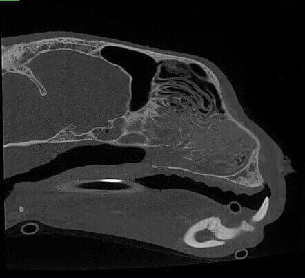 5G XL VET_Immagini Diagnostiche_Tumore nasale_4