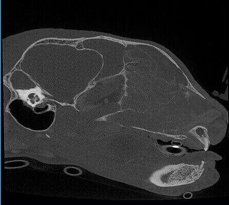 5G XL VET_Immagini Diagnostiche_Tumore nasale_5