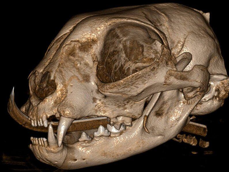 5G XL VET_Immagini Diagnostiche_Tumore nasale_6