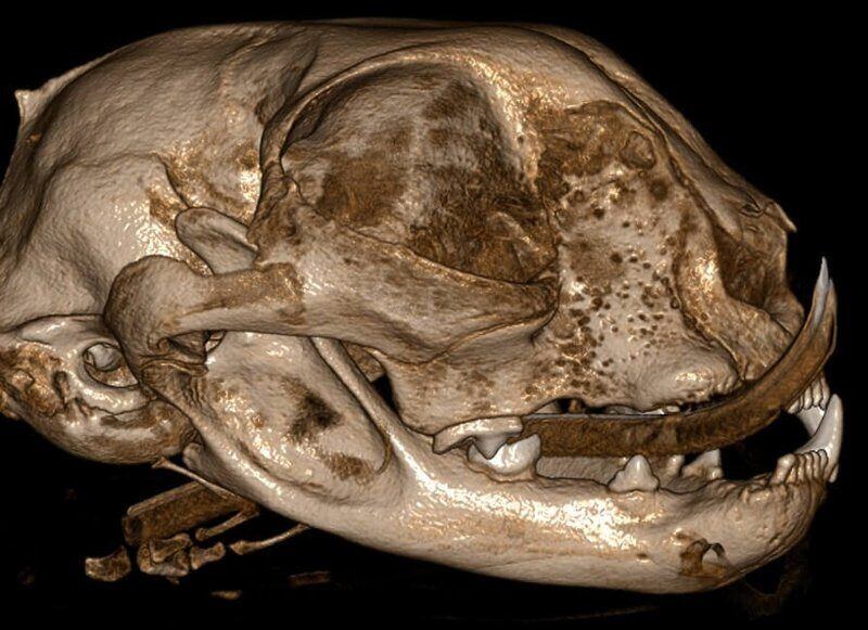 5G XL VET_Immagini Diagnostiche_Tumore nasale_7