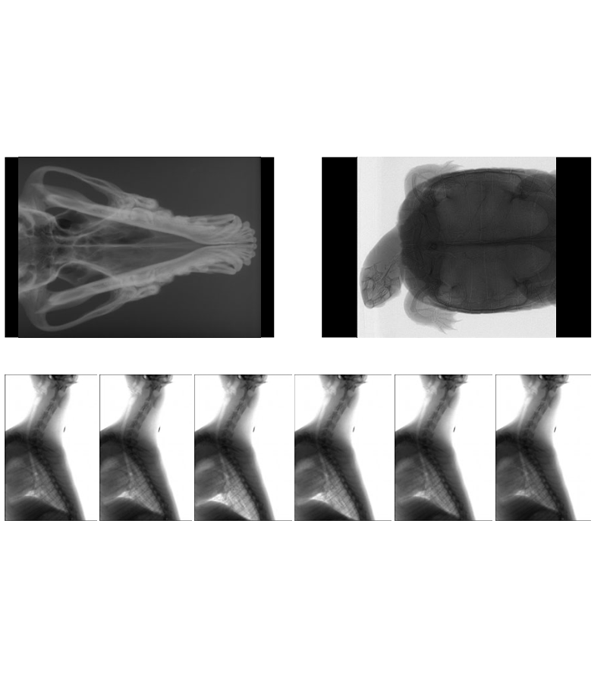 strumenti-specialistici.png__800x800_q85_subsampling-2